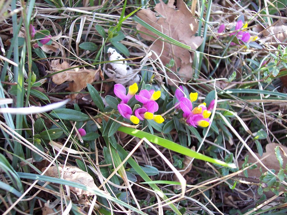 Escursione sul M.te Barro  del 5/4/2008